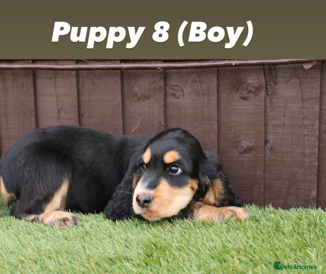 Cocker Spaniel dogs for sale: Exceptional litter of show type cocker spaniels - Image 9
