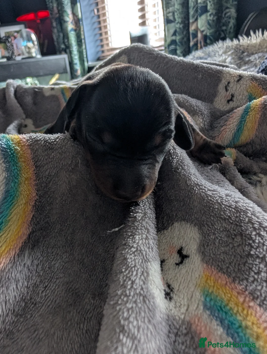 Dachshund dogs for sale: Standard Dachshund Puppies  - Advert 2