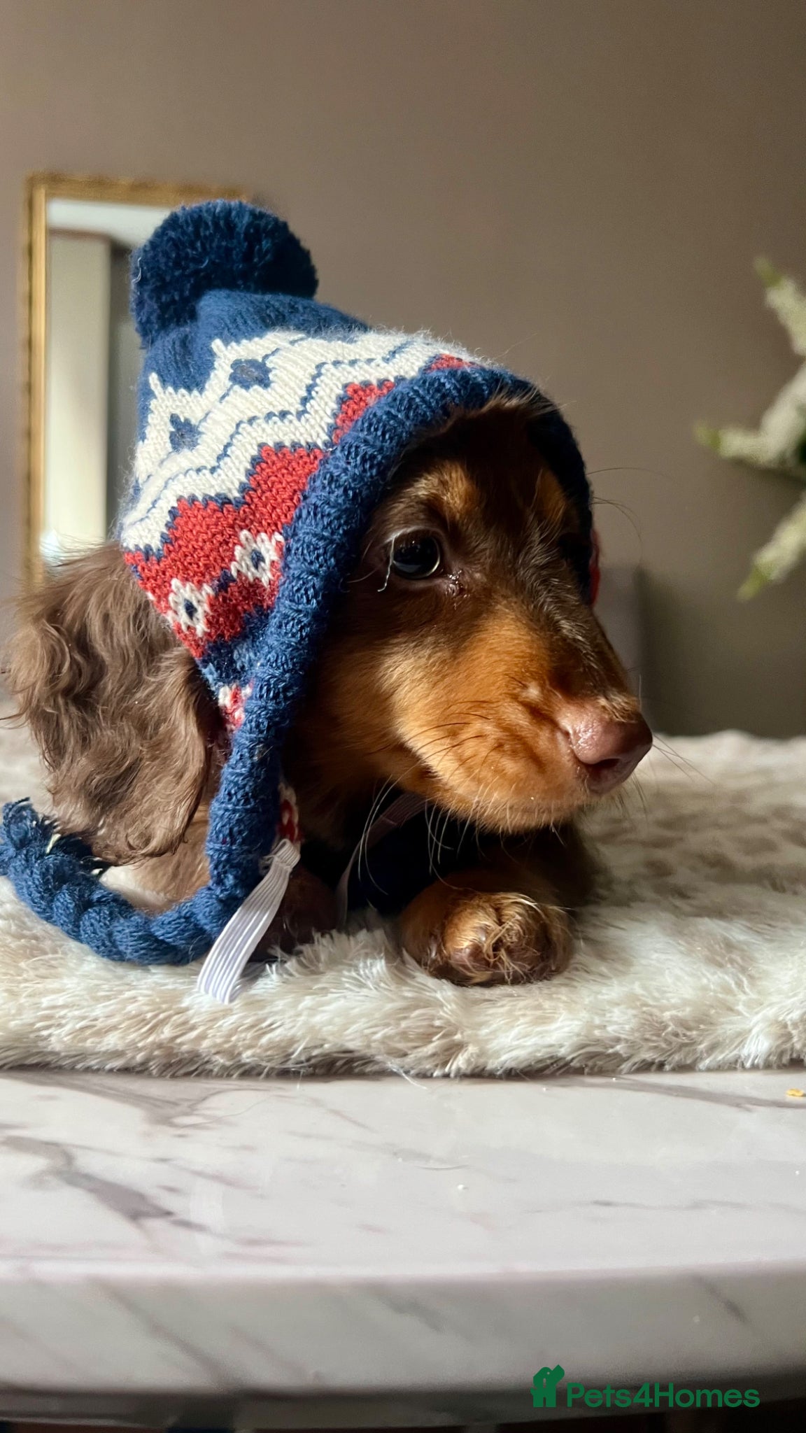 Miniature Dachshund dogs 🐾 Stunning Chocolate Cream Mini Longhair Boys ✨🐶 - Advert 1