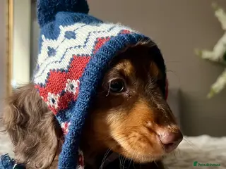 Miniature Dachshund dogs 🐾 Stunning Chocolate Cream Mini Longhair Boys ✨🐶 - Advert 1