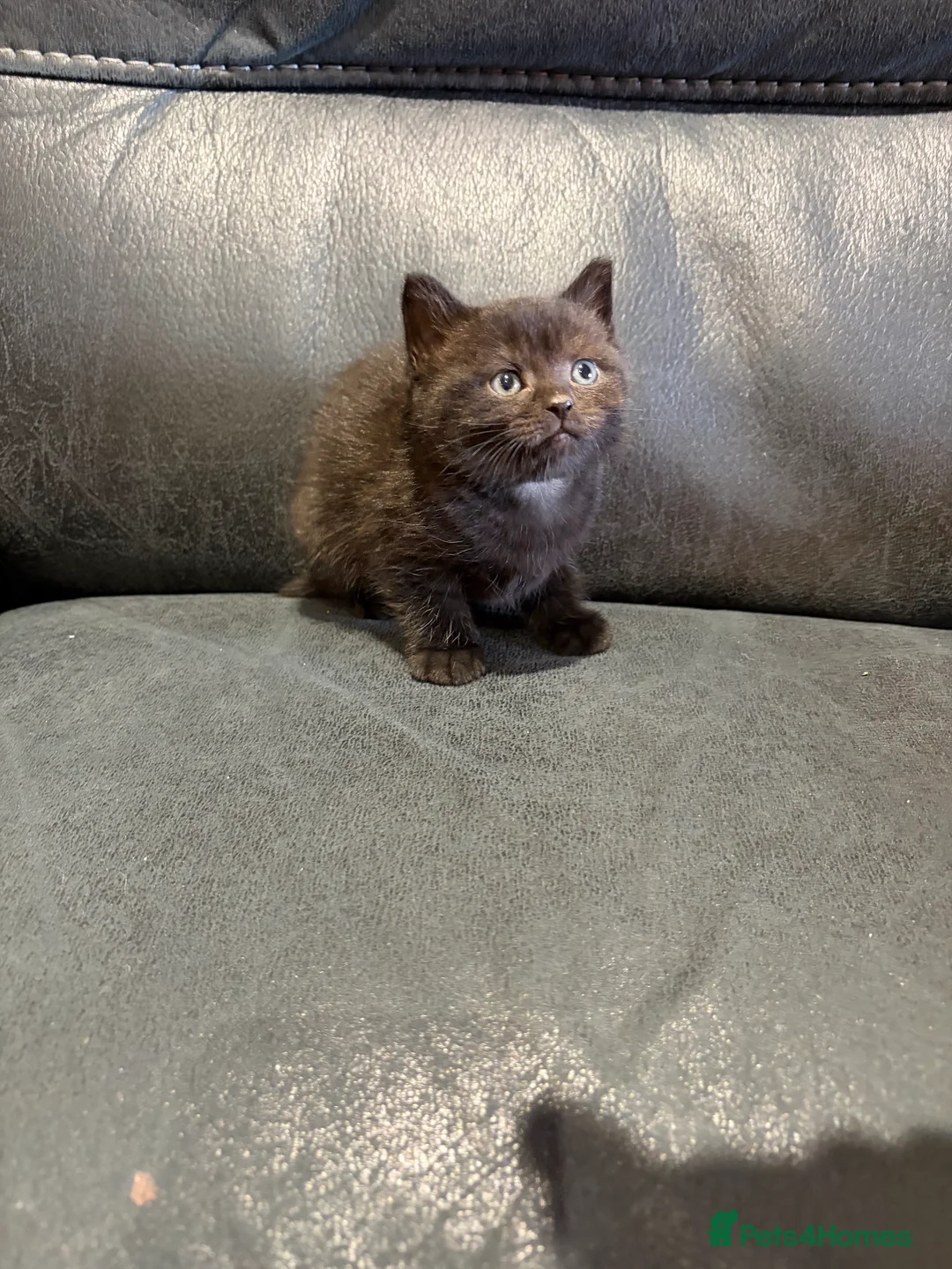 British Shorthair cats for sale: British shorthair kittens  - Advert 4