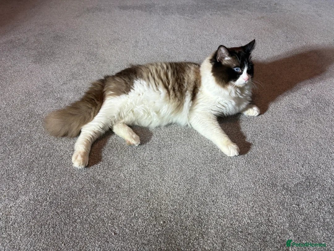 Ragdoll cats for stud: TICA & GCCF SEAL BICOLOUR Stud - Advert 6