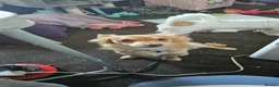 Mixed Breed dogs for sale: Urgent rehoming pomeranian x bichon frise - Advert 2