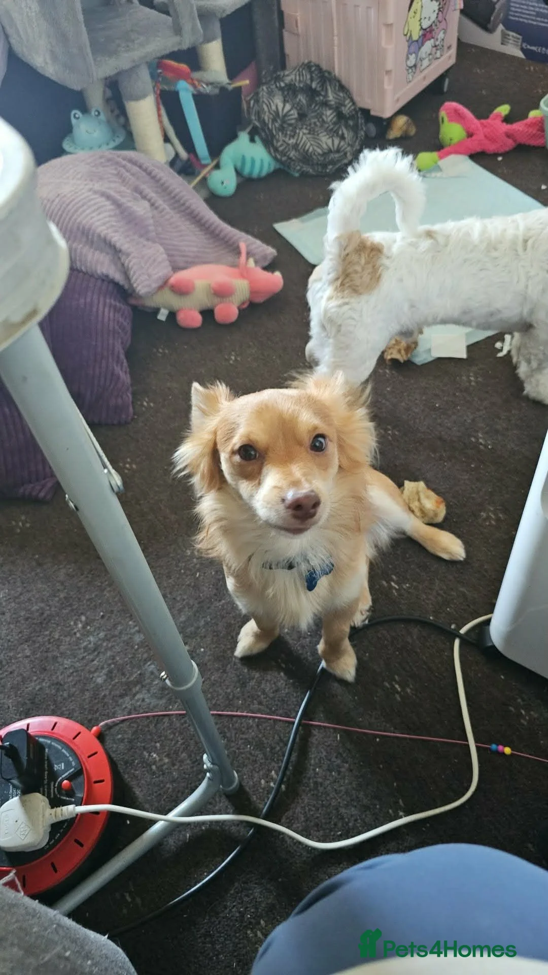 Mixed Breed dogs for sale: Urgent rehoming pomeranian x bichon frise - Advert 2