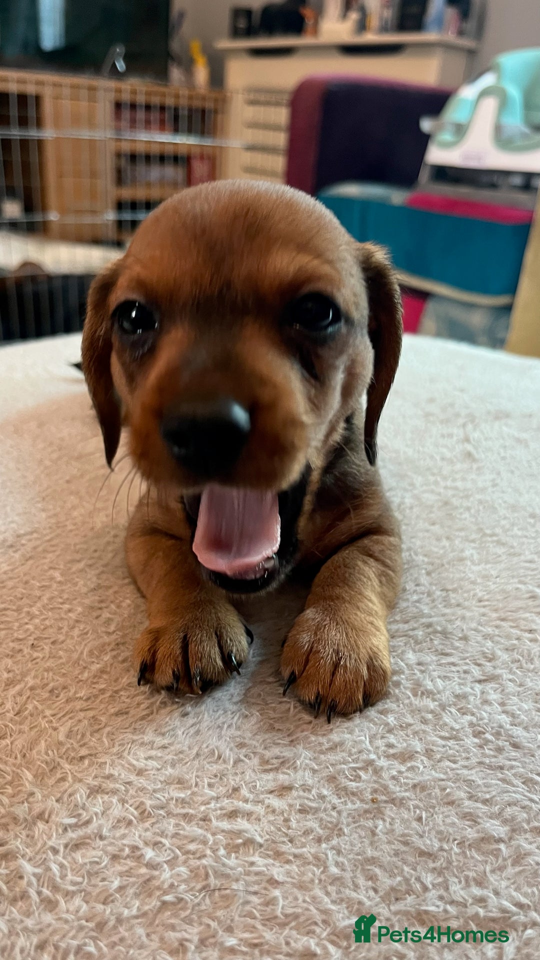 Dachshund dogs for sale: Dachshund puppies for sale - Image 11