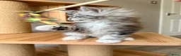 Maine Coon cats for sale: OUTSTANDING KITTENS! TICA Pedigree/Healthy/Vacc' - Advert 10