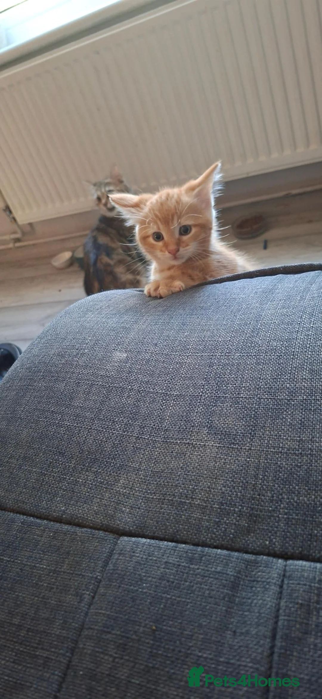 Mixed Breed cats for sale: Mix breed kittens in Huntingdon - Advert 7