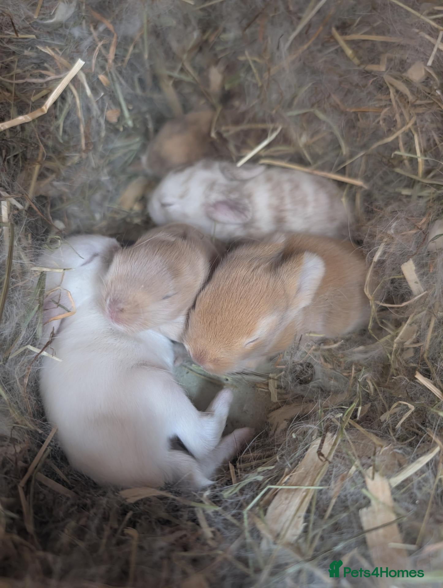 Mixed Breed rabbits Mini Lop x Netherland Dwarf Bunnies🐇 - Advert 1