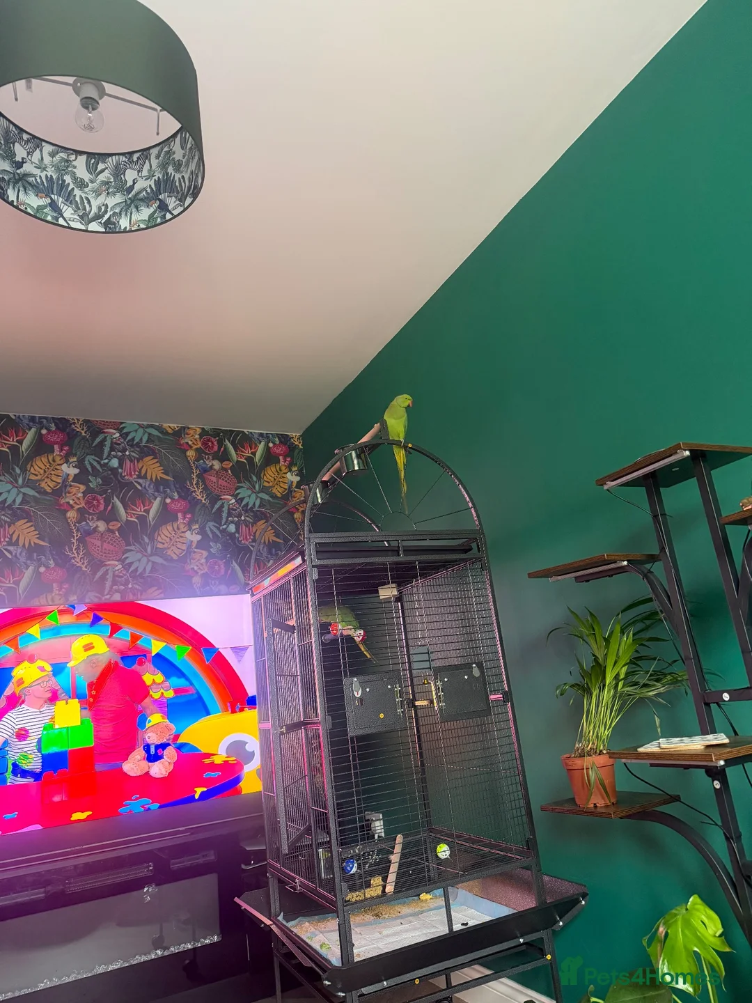 Ringnecks birds for sale: Rio & Frankie  in Tewkesbury - Advert 7