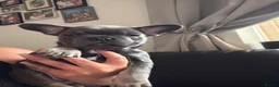 French Bulldog dogs for sale: Blue and tan french bulldog puppies  in Nottingham - Advert 8
