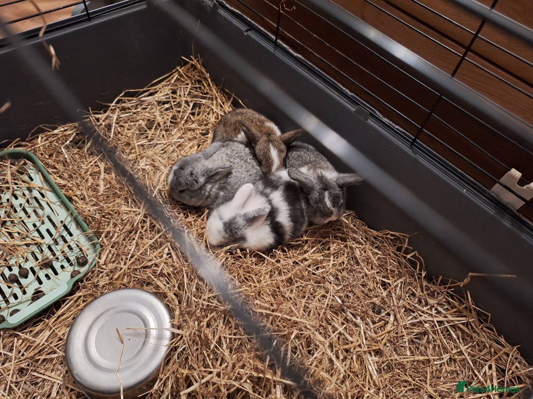 Gallery Image {{count}}