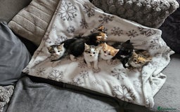 British Shorthair cats for sale: Kittens for sale - Image 1