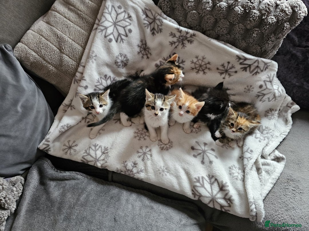 British Shorthair cats for sale: Kittens for sale - Image 1