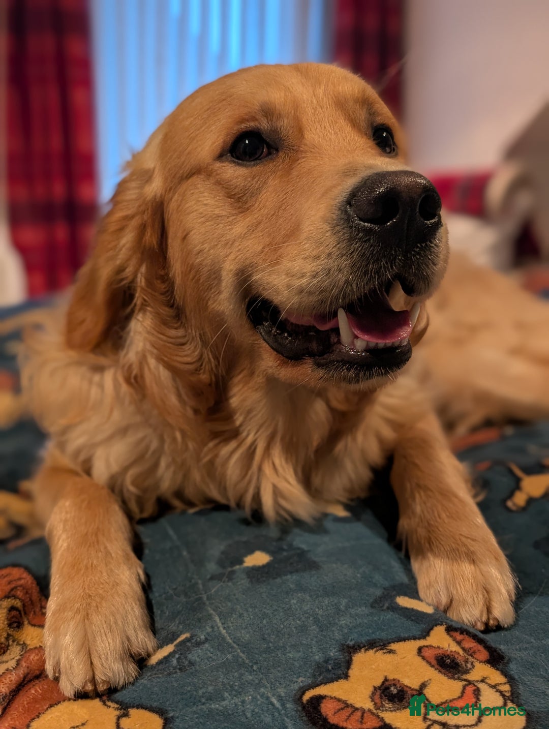 Golden Retriever dogs for stud: Fully Health Tested KC Golden Retriever For Stud in Saltcoats - Image 1