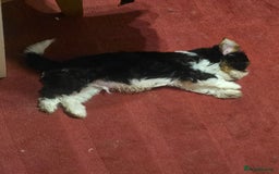 Yorkshire Terrier dogs for sale: Boy brewier yorkshire terrier - Image 3