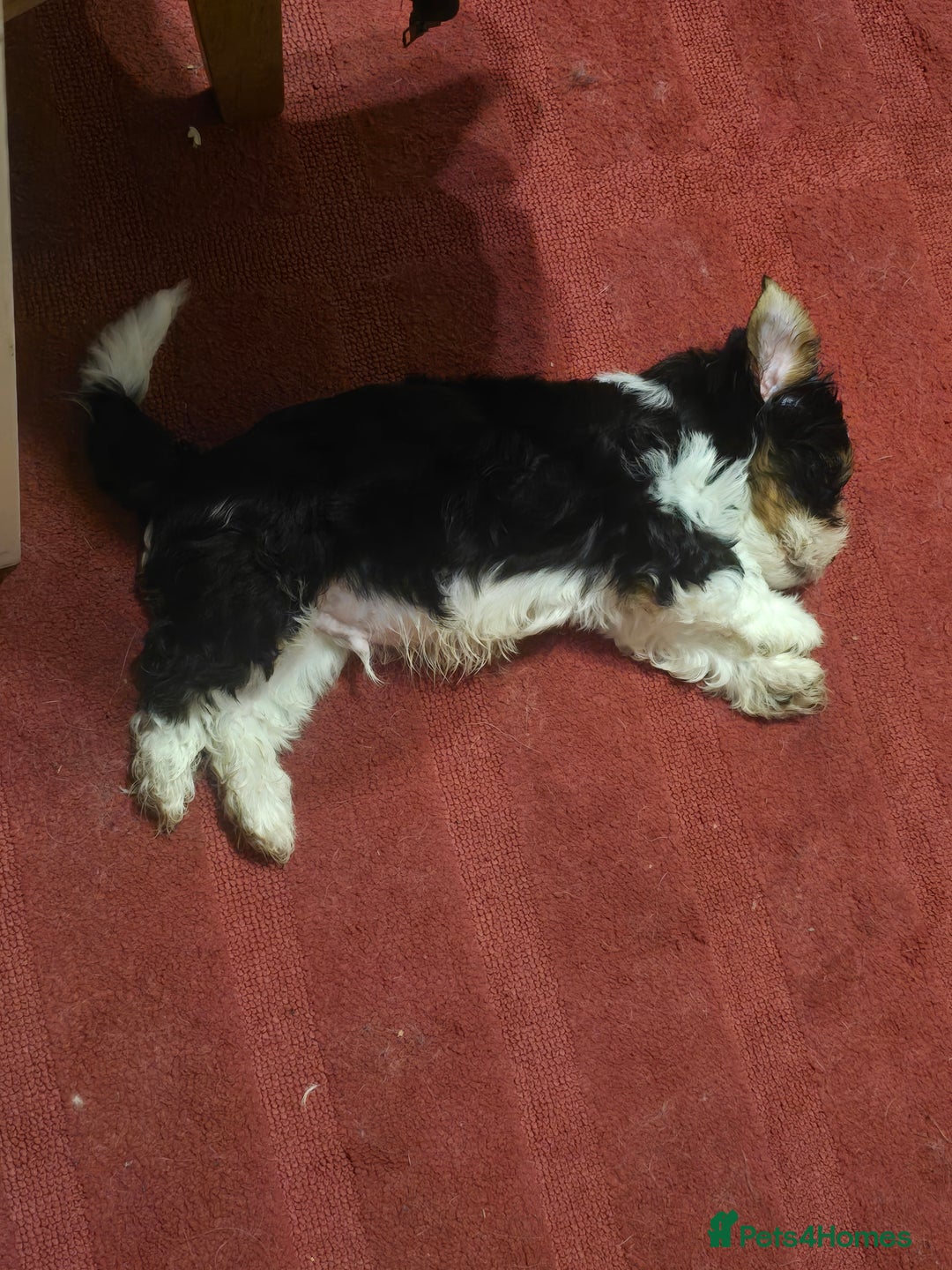 Yorkshire Terrier dogs for sale: Boy brewier yorkshire terrier - Image 3