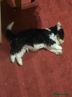 Yorkshire Terrier dogs - Advert 2