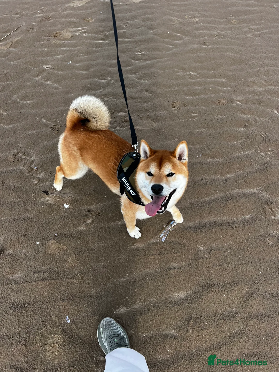 Japanese Shiba Inu dogs for stud: Proven, handsome Shiba Inu ready for stud duties  in Liverpool - Advert 2