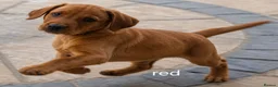 Labrador Retriever dogs for sale: Final Red collar girl puppy  Now ready 🥰 - Advert 9