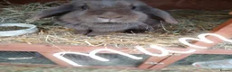 Mini Lop rabbits for sale: Mini lop baby rabbits  - Advert 4