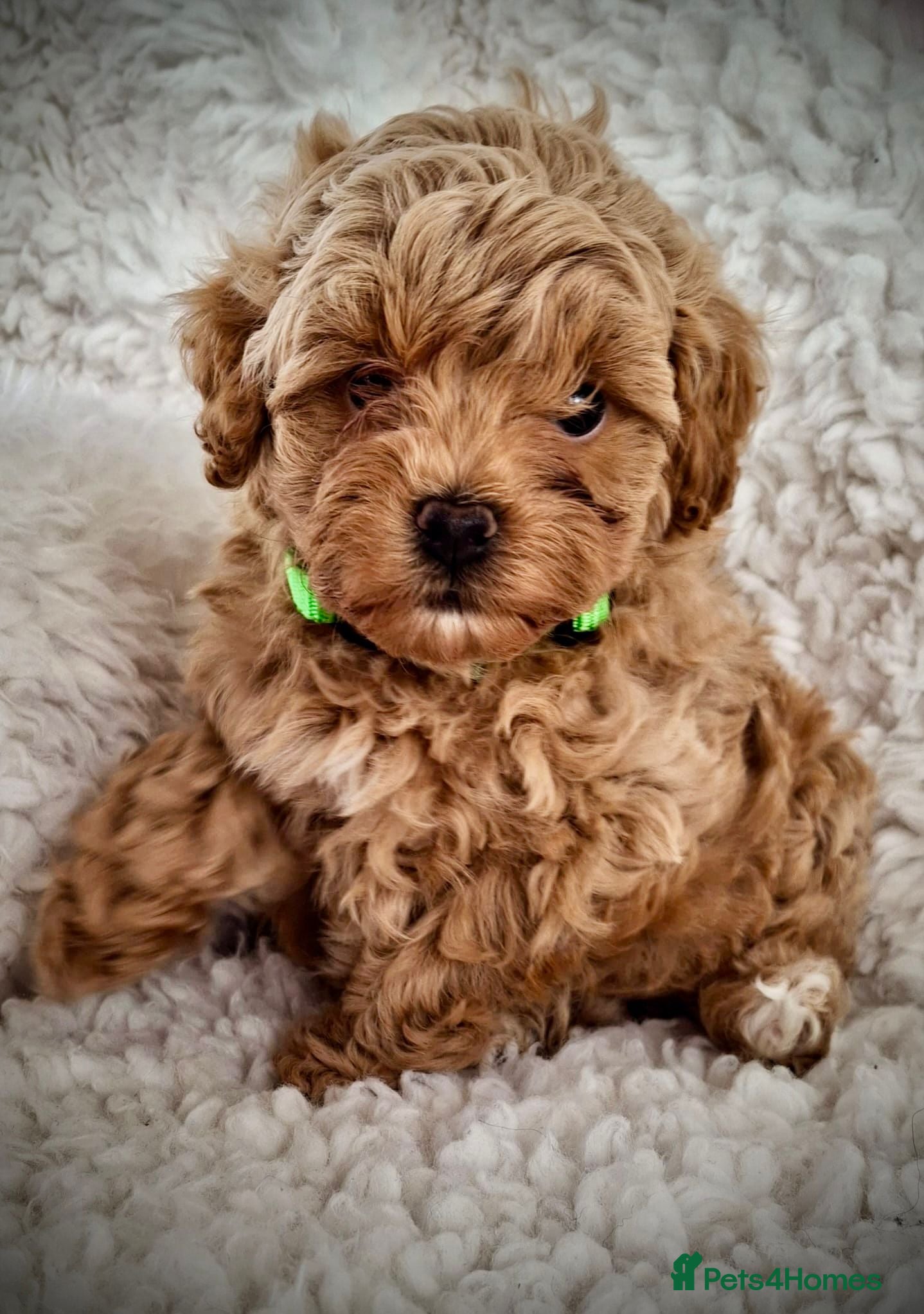 Maltipoo dogs Six beautiful Maltipoo puppies - Advert 2