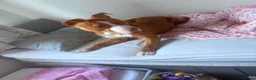 American Bulldog dogs for sale: One year old American bulldog boy  - Advert 3