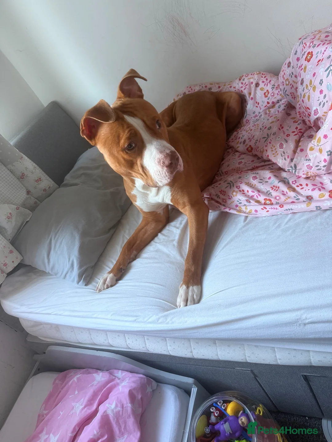 American Bulldog dogs for sale: One year old American bulldog boy  - Advert 3