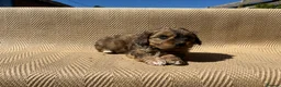Mixed Breed dogs for sale: Havatoodle Pups - Advert 20