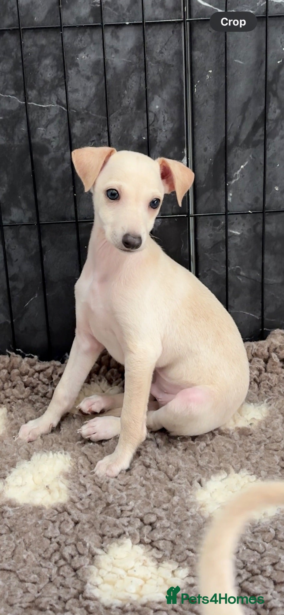 Italian Greyhound dogs Beautiful KC Reg Cream Boy - Advert 2