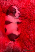 Mixed Breed dogs Lovely caver jack puppies for sale - Advert 2