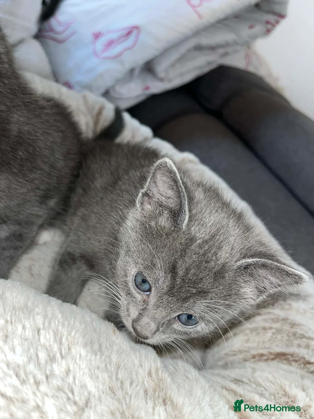 Domestic Shorthair cats for sale: Adorable gey kittens ready soon in Middlesbrough - Advert 7