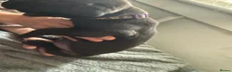 Mixed Breed dogs for sale: Cane corso cross pups for sale  in Airdrie - Advert 4