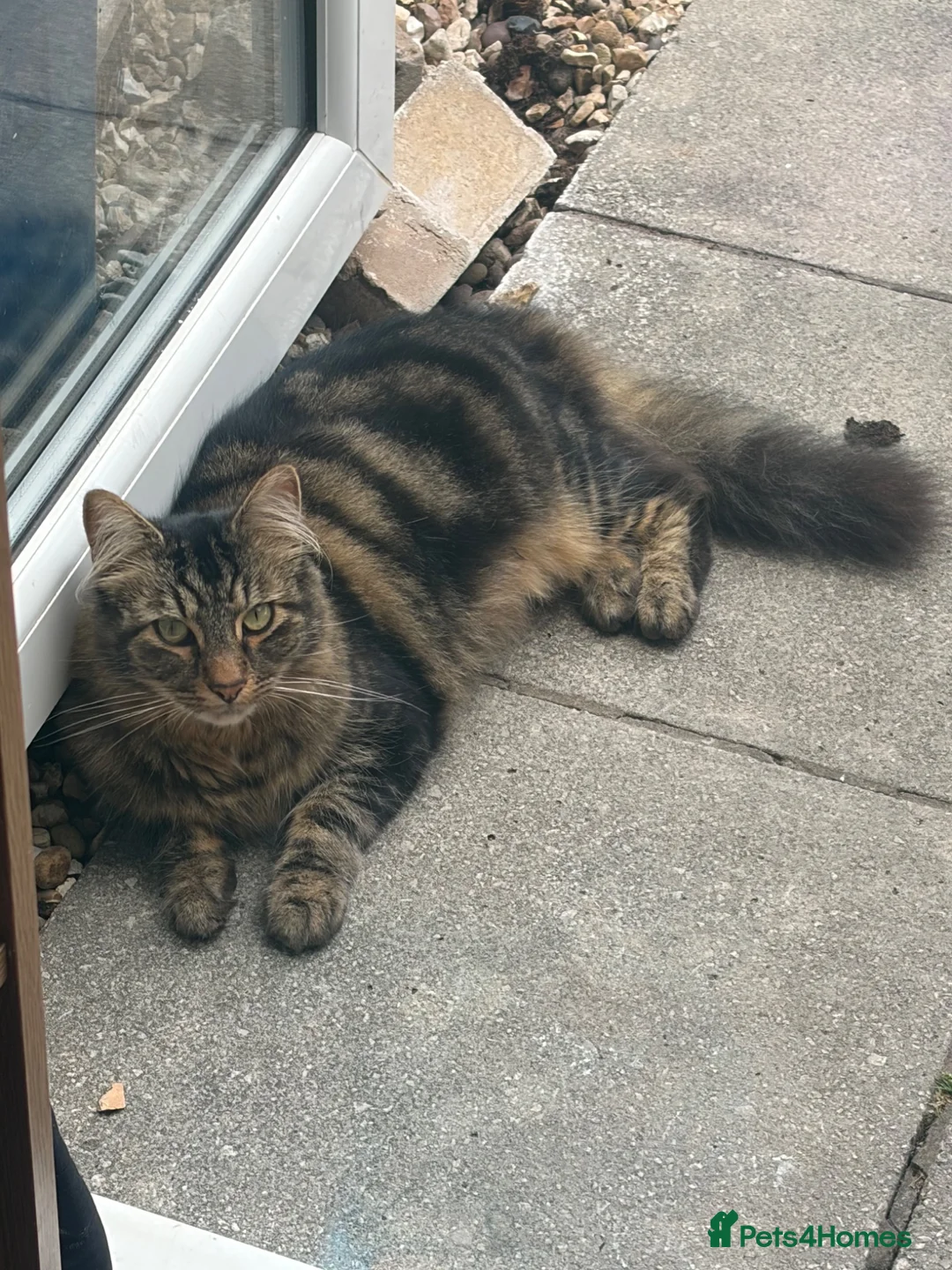 Mixed Breed cats for sale: Marshall needs a home - Advert 1