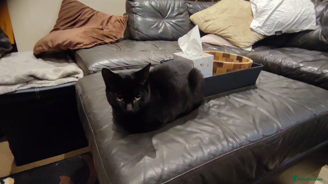 Mixed Breed cats for sale: kittens gorgeous kittens for sale  - Advert 4