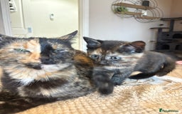 Mixed Breed cats for sale: Tortoise shell girl kitten for sale  - Image 3
