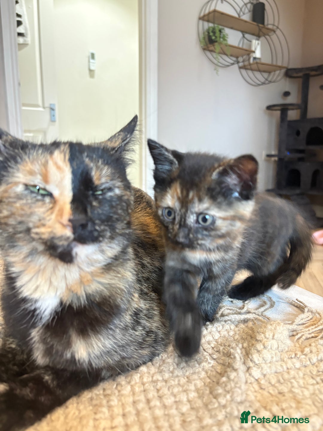Mixed Breed cats for sale: Tortoise shell girl kitten for sale  - Image 3