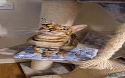 Bengal cats for sale: Beautiful lady ❤️  - Image 7