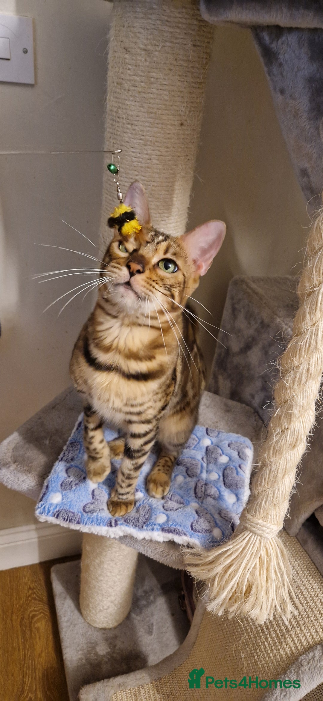 Bengal cats for sale: Beautiful lady ❤️  - Image 7
