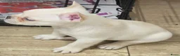 French Bulldog dogs for sale: French bulldog puppies  - Advert 22