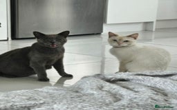 Russian Blue cats for sale: Russian blue/siamese  - Image 3