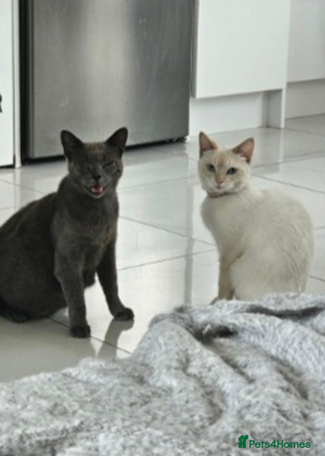 Russian Blue cats for sale: Russian blue/siamese  - Image 3