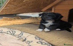 Mixed Breed dogs for adoption: Tillie needs a home with another dog! - Image 2