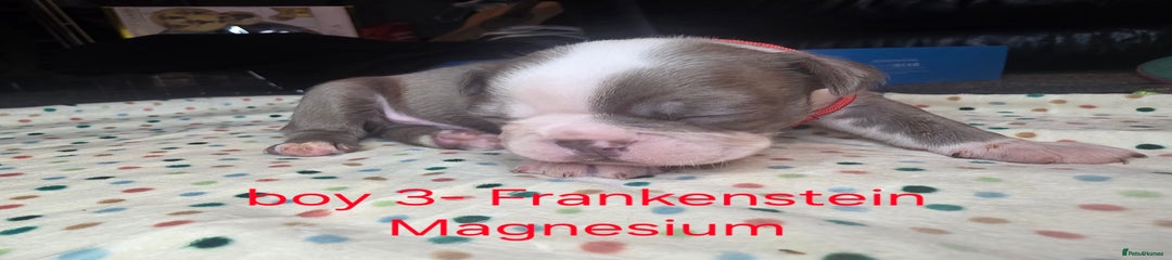 Frankenstein Magnesium