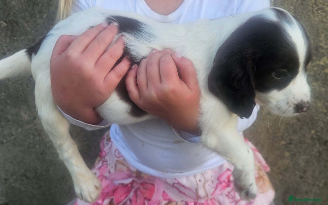 Cocker Spaniel dogs for sale: Cocker pups  - Image 8