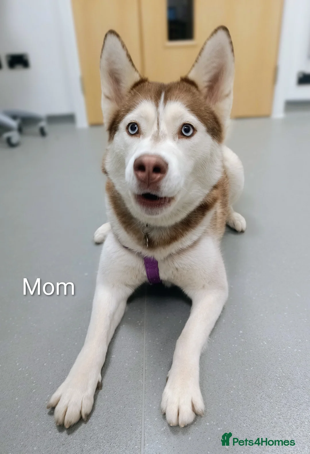 Siberian Husky dogs for sale: Beautiful litter of Siberian Huskies - Advert 2