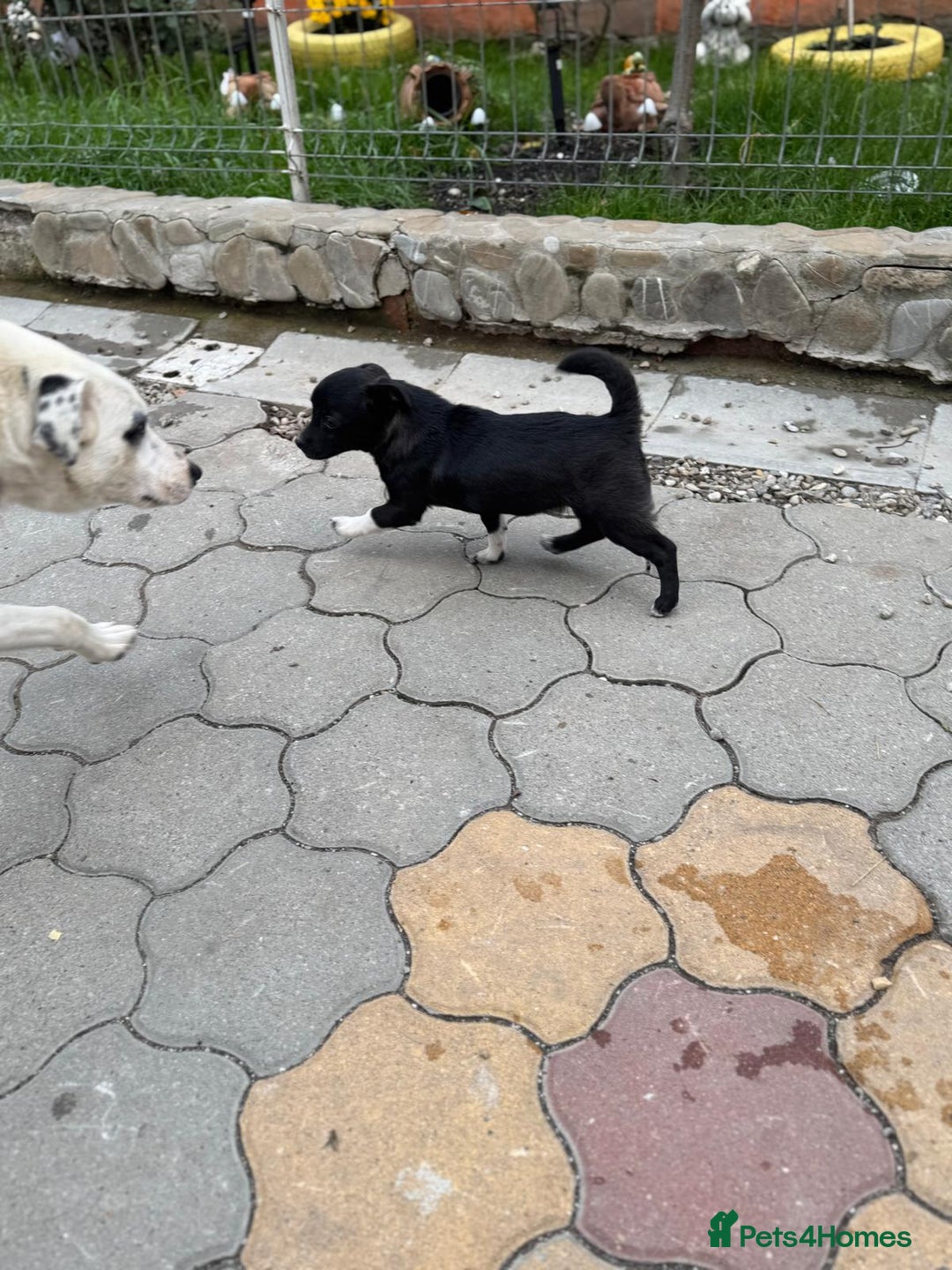 Mixed Breed dogs for adoption: FLORA - a Lovely tiny puppy girl for a Loving Home - Advert 17
