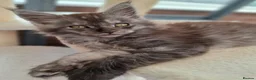 Maine Coon cats for sale: Maine Coon Kittens looking for new loving home in Birmingham - Advert 11