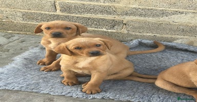 Labrador Retriever dogs - Advert 2
