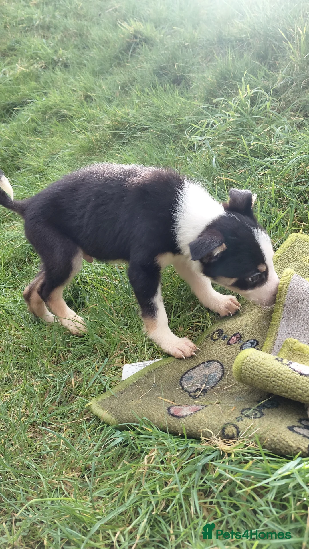 Border Collie dogs for sale: Border collie puppies tris + b/w - Advert 30