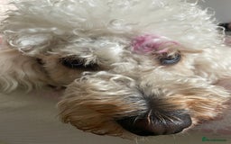 Mini Goldendoodle dogs for stud: Stud sire wanted  - Image 1